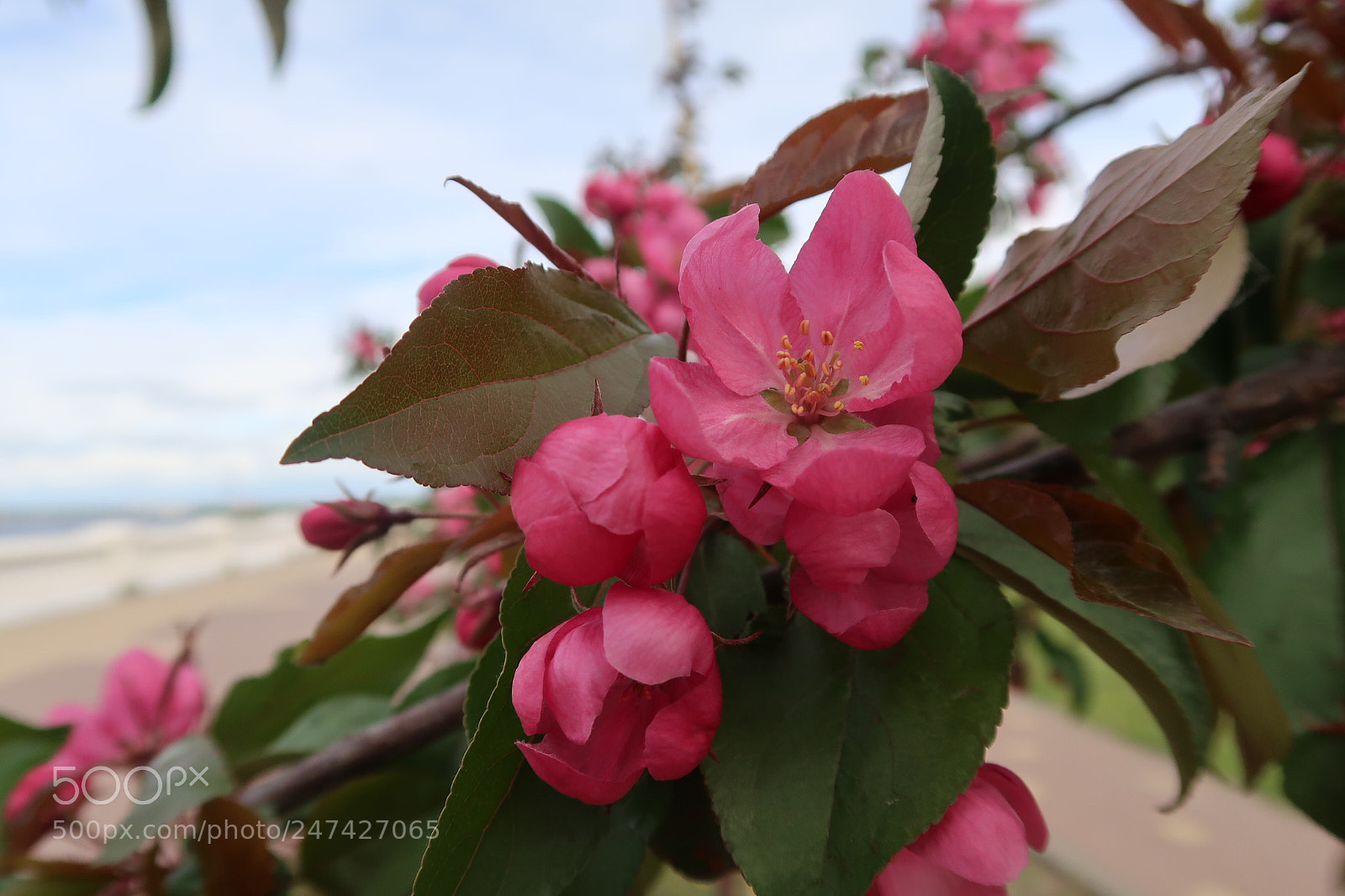 Canon PowerShot G7 X Mark II sample photo. Untitled photography