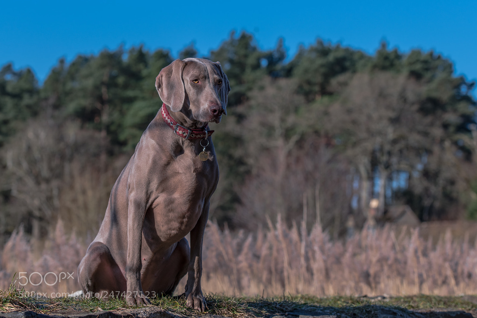 Nikon D850 sample photo. Just waiting photography