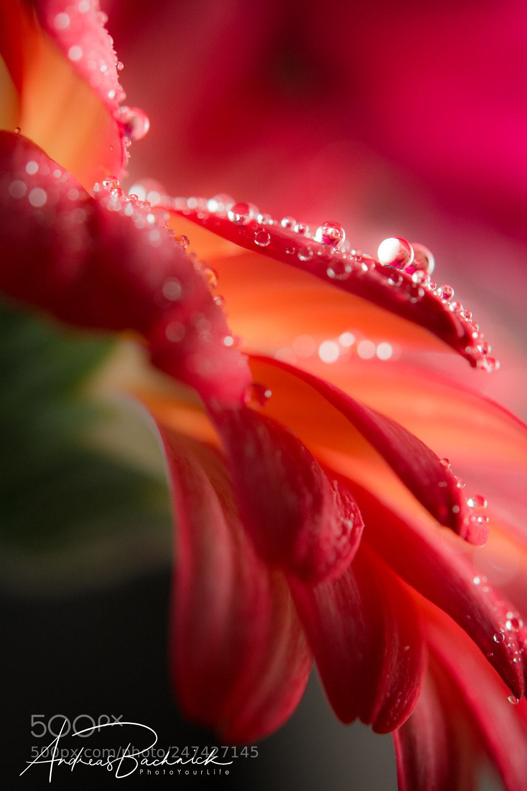 Nikon D5200 sample photo. After a short rain photography