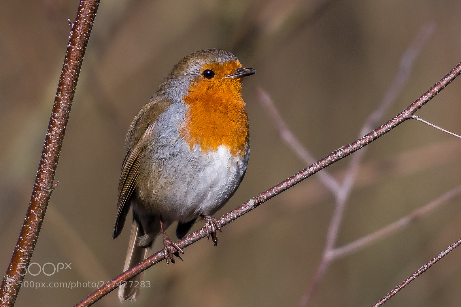 Nikon D850 sample photo. Beautiful robin photography
