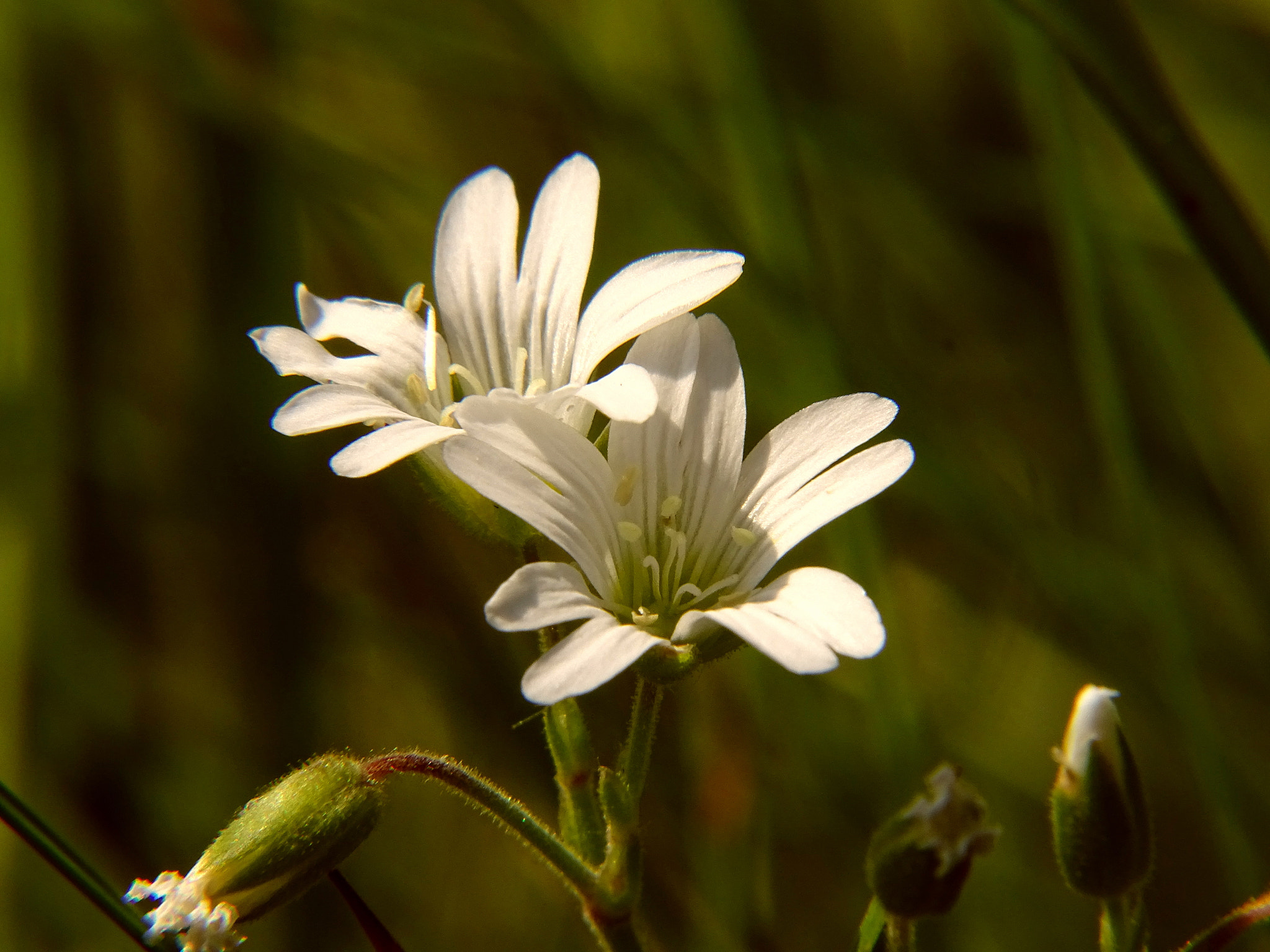 Minolta AF 80-200mm F2.8 HS-APO G sample photo. 31_2018.jpg photography