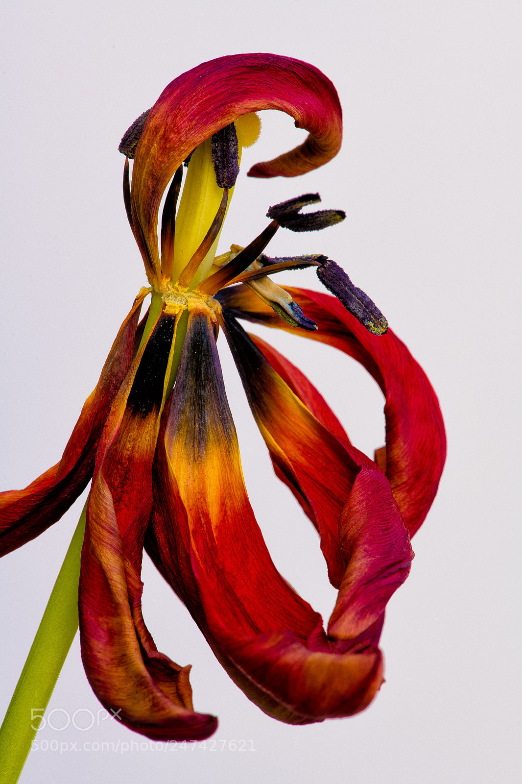 Nikon D850 sample photo. Wilting tulip photography