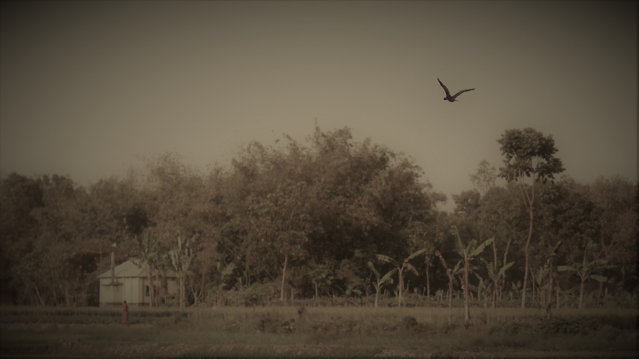 Nikon AF-S Nikkor 50mm F1.8G sample photo. The bird photography