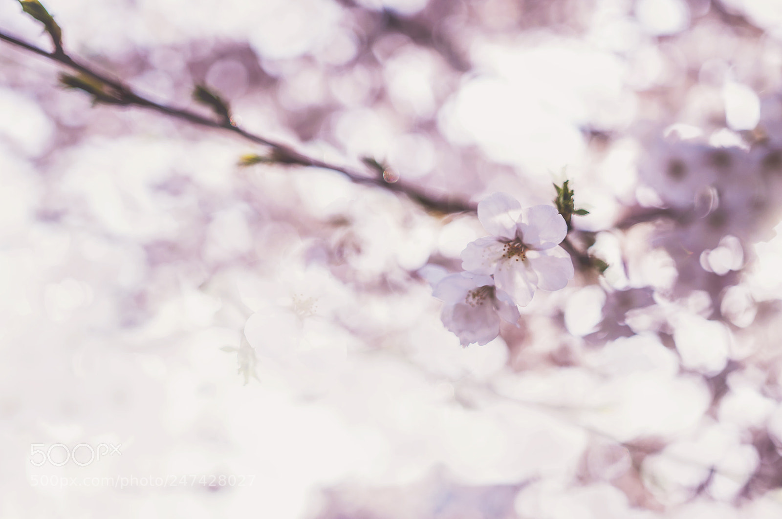 Nikon D5000 sample photo. Untitled photography