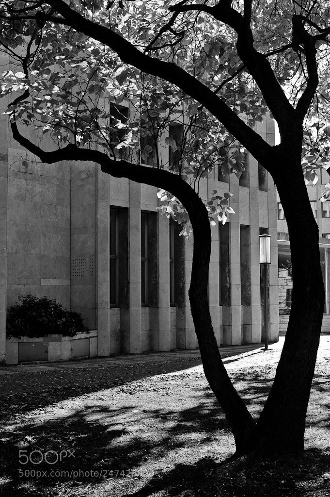 Nikon D700 sample photo. Licht und schatten photography