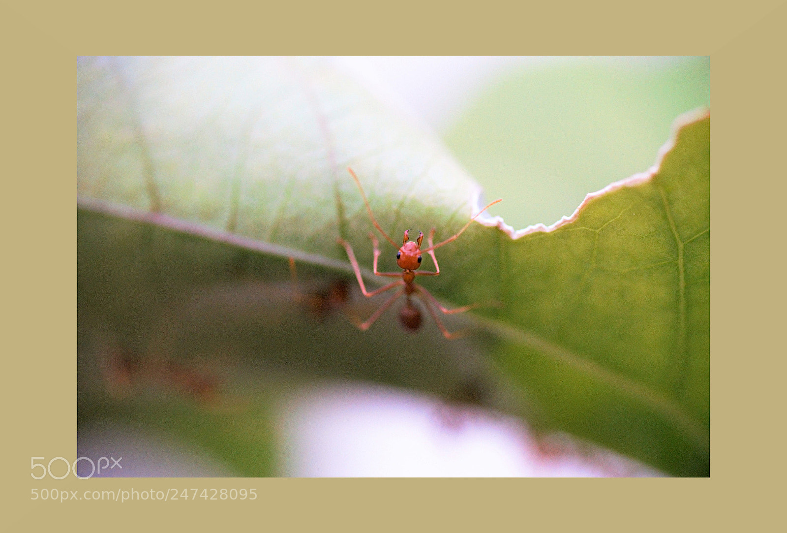 Sony SLT-A99V sample photo. At work - ant photography