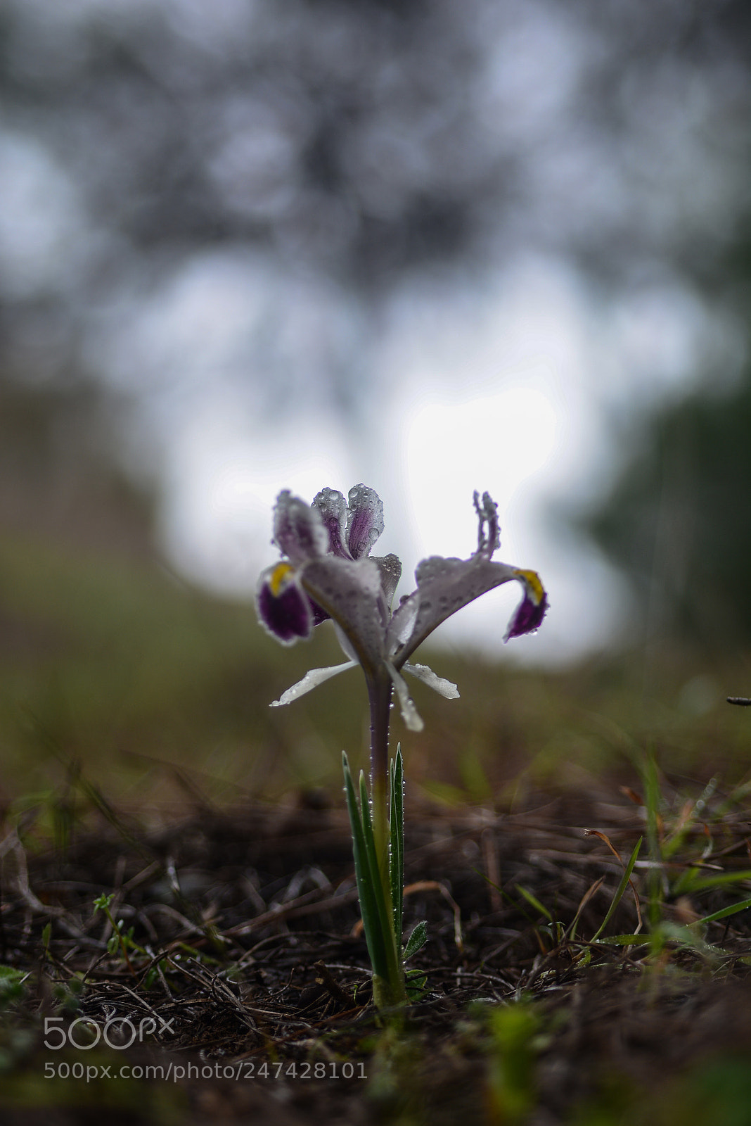 Nikon D7100 sample photo. Navruz photography