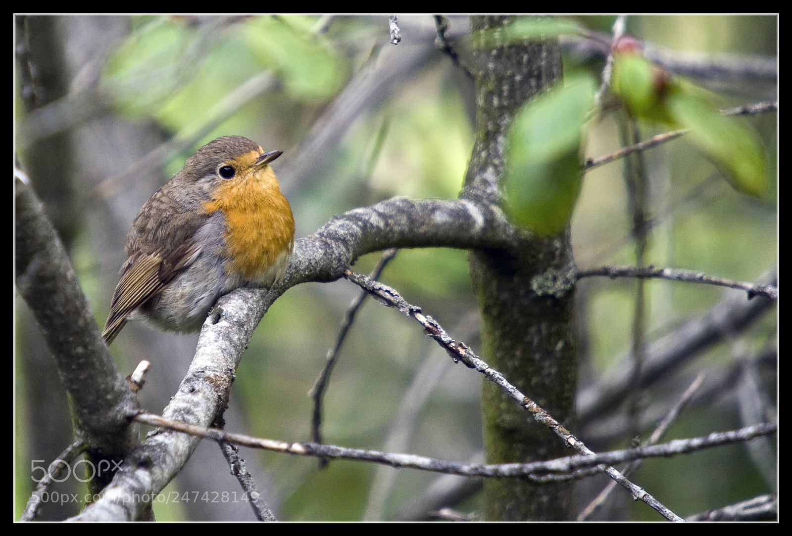 Pentax K20D sample photo. Rouge gorge photography