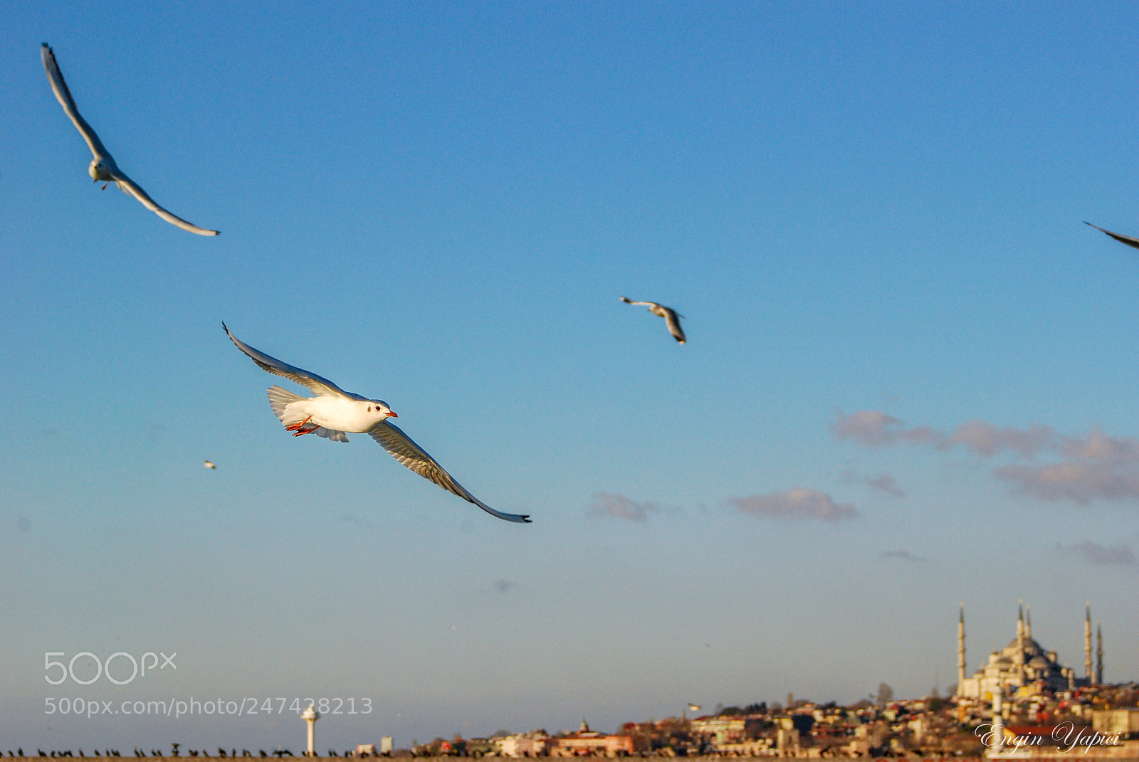 Nikon D80 sample photo. Seagull photography