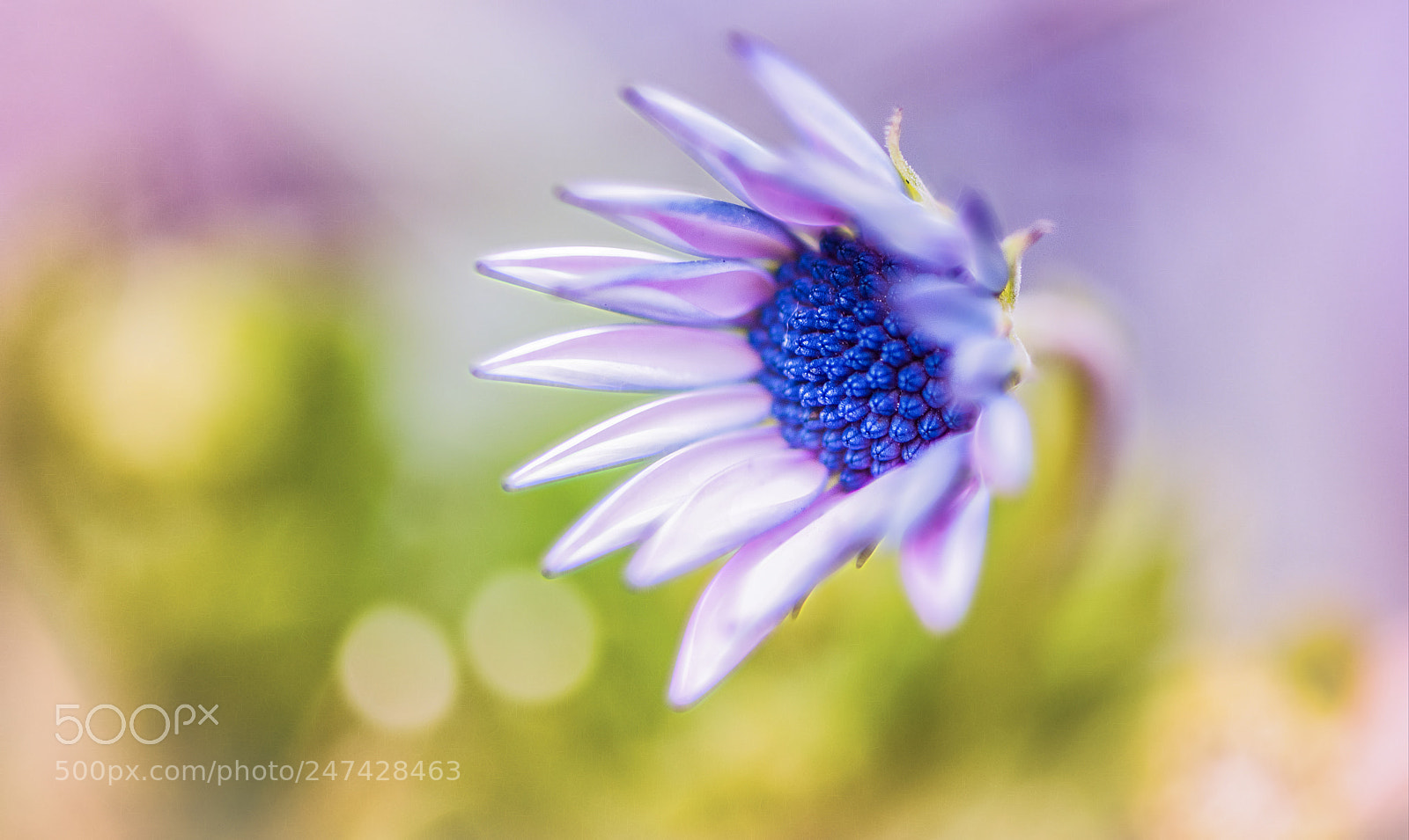 Nikon D850 sample photo. Looking at spring photography