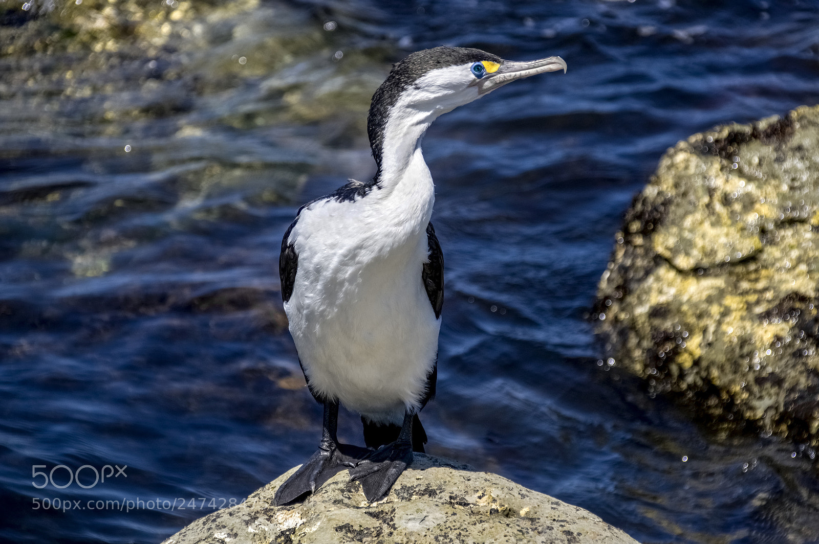 Pentax K-3 II sample photo. Pied cormorant photography