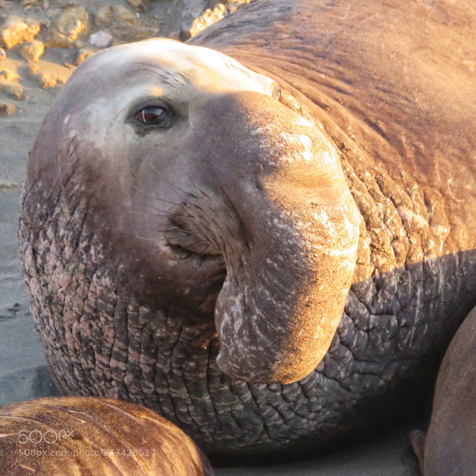 Canon PowerShot SX720 HS sample photo. Elephant seal watching sunset photography