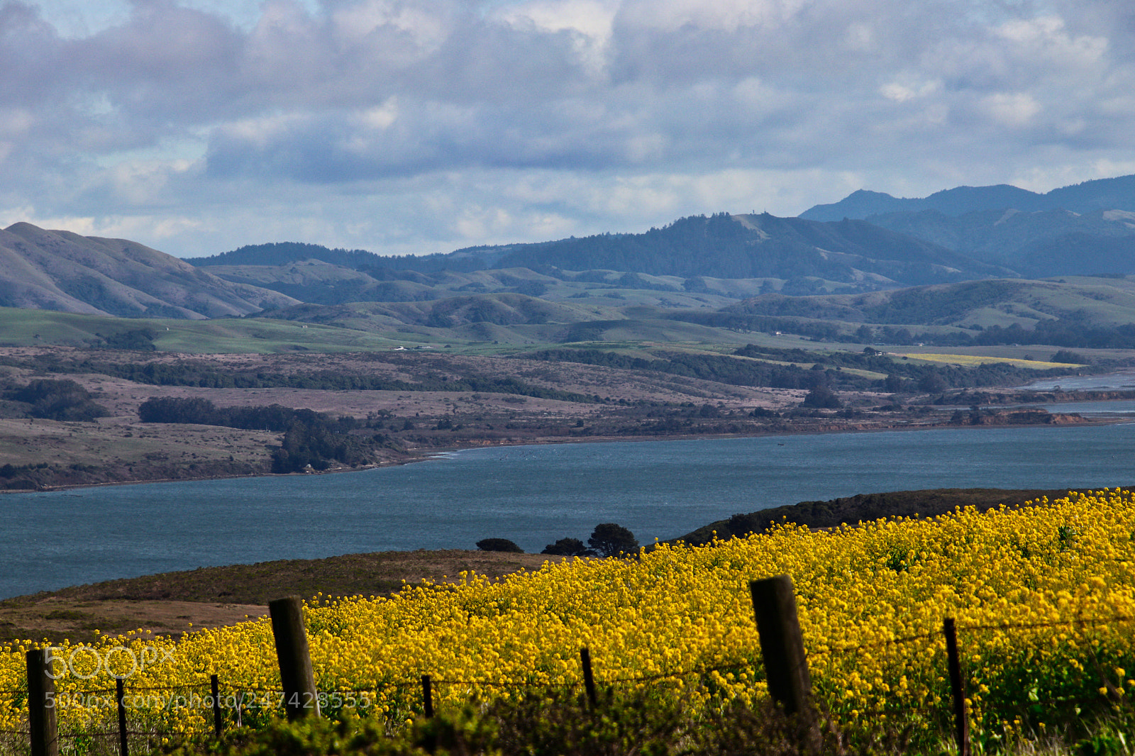 Canon EOS 77D (EOS 9000D / EOS 770D) sample photo. Wild mustard above the photography