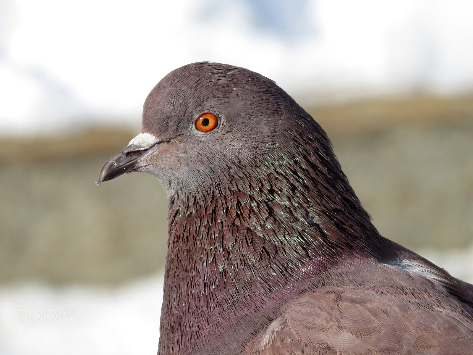 Canon PowerShot SX720 HS sample photo. Intent look photography