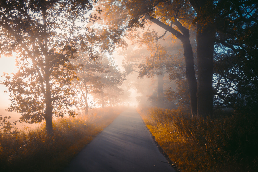 Foggy morning. by Johannes Hulsch on 500px.com