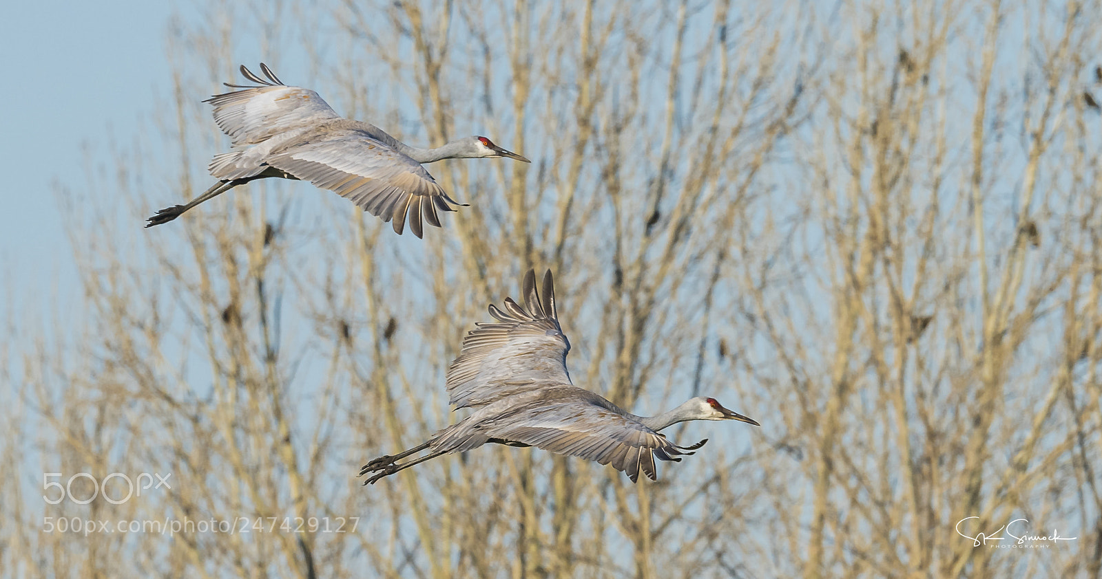Nikon D850 sample photo. Sandhill cranes photography