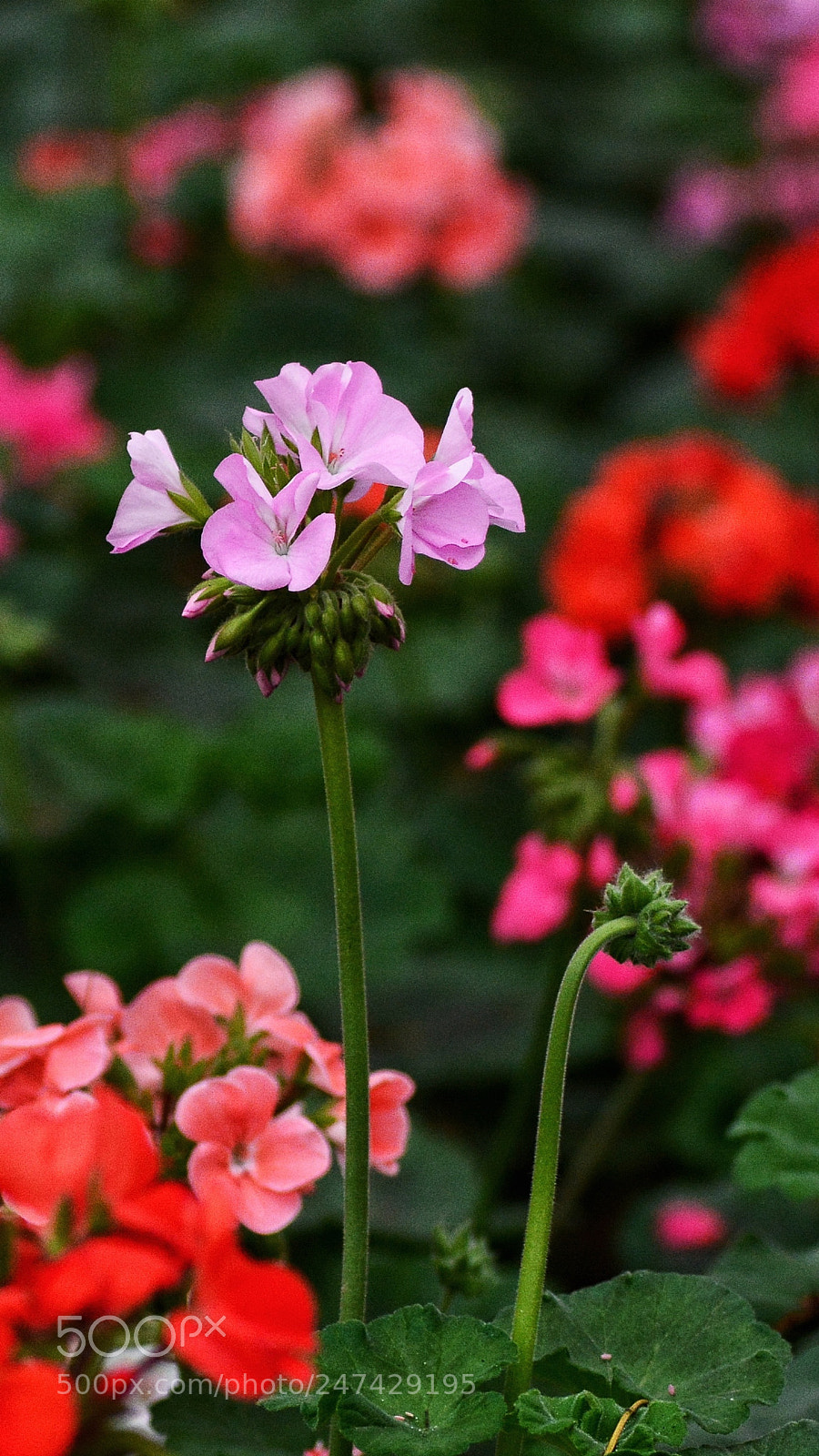 Nikon D7100 sample photo. Untitled photography
