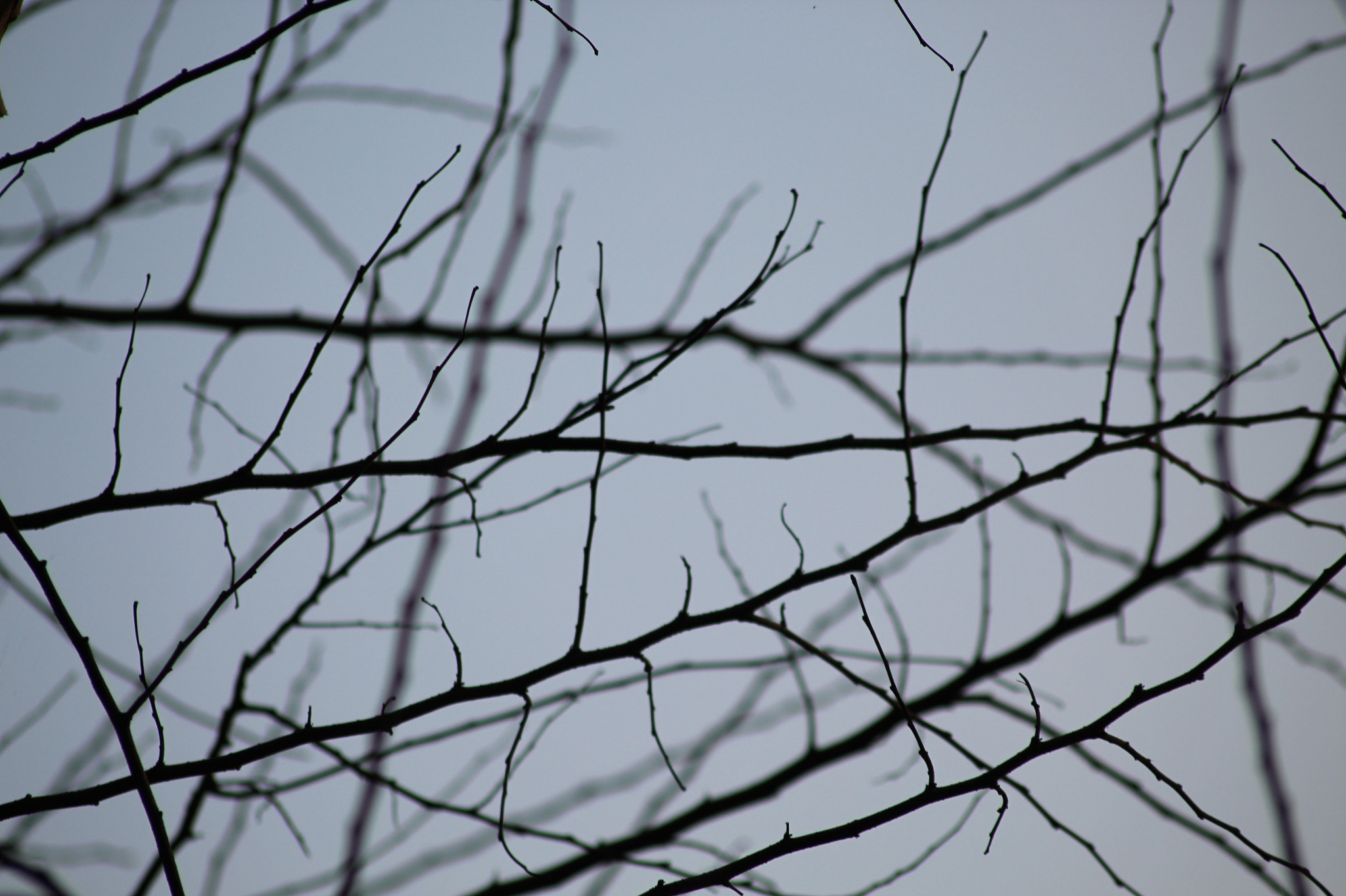 Canon EOS 1300D (EOS Rebel T6 / EOS Kiss X80) sample photo. Veins photography