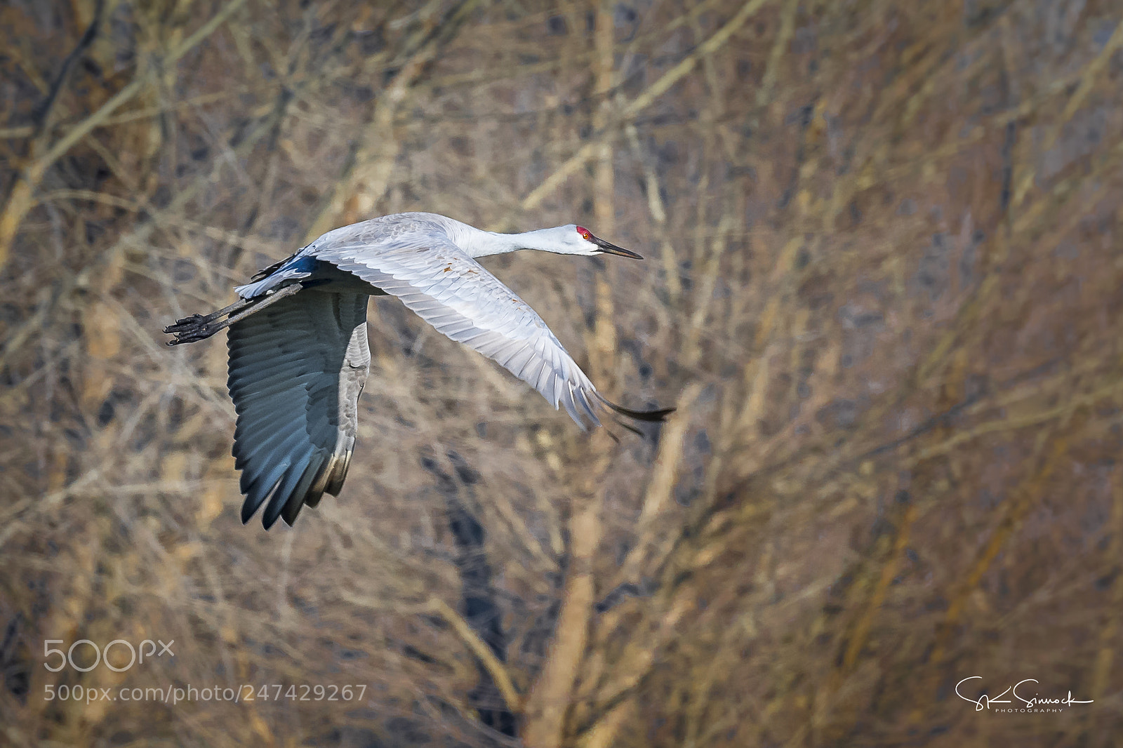 Nikon D850 sample photo. Sandhill crane photography