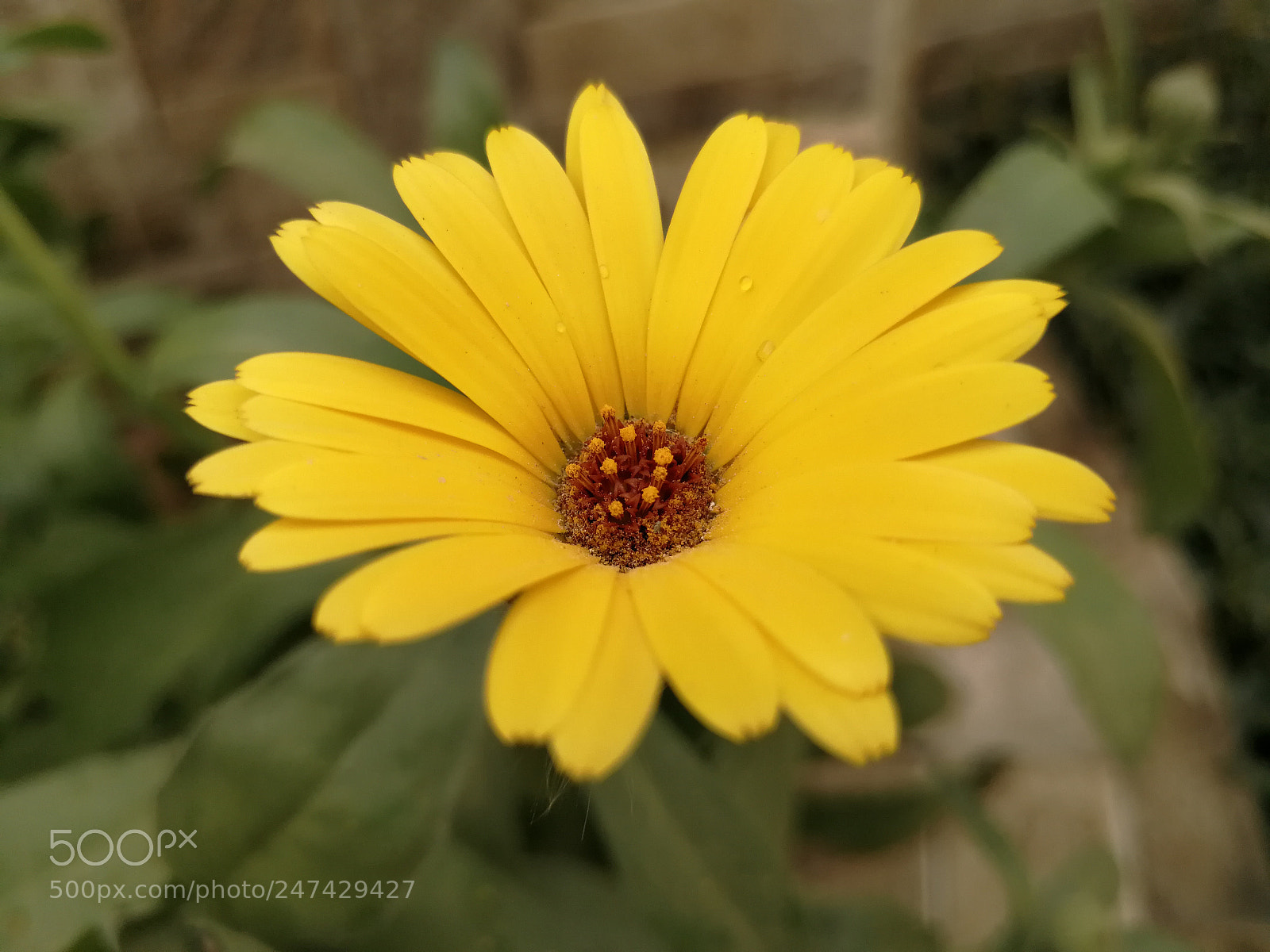 HUAWEI P10 Plus sample photo. Good morning photography
