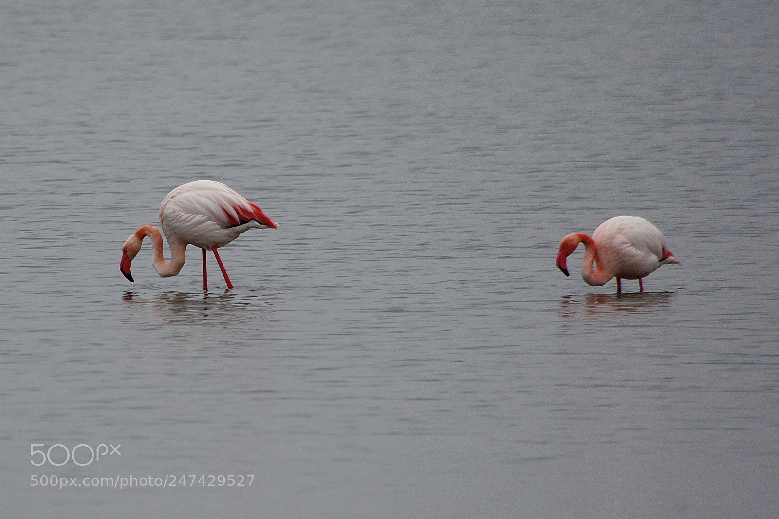 Nikon D750 sample photo. Pink flamingos photography