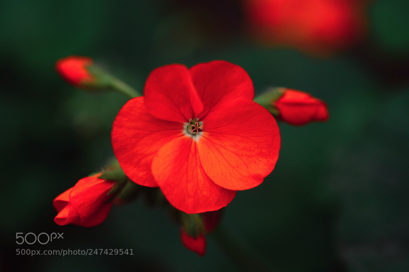 Nikon D7100 sample photo. Untitled photography