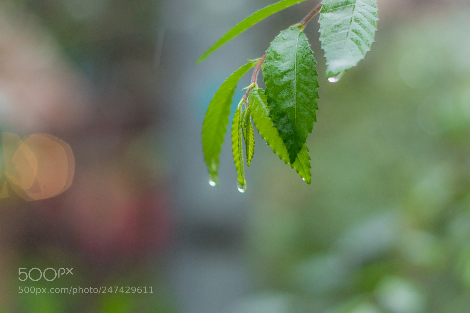 Canon EOS 80D sample photo. *** photography