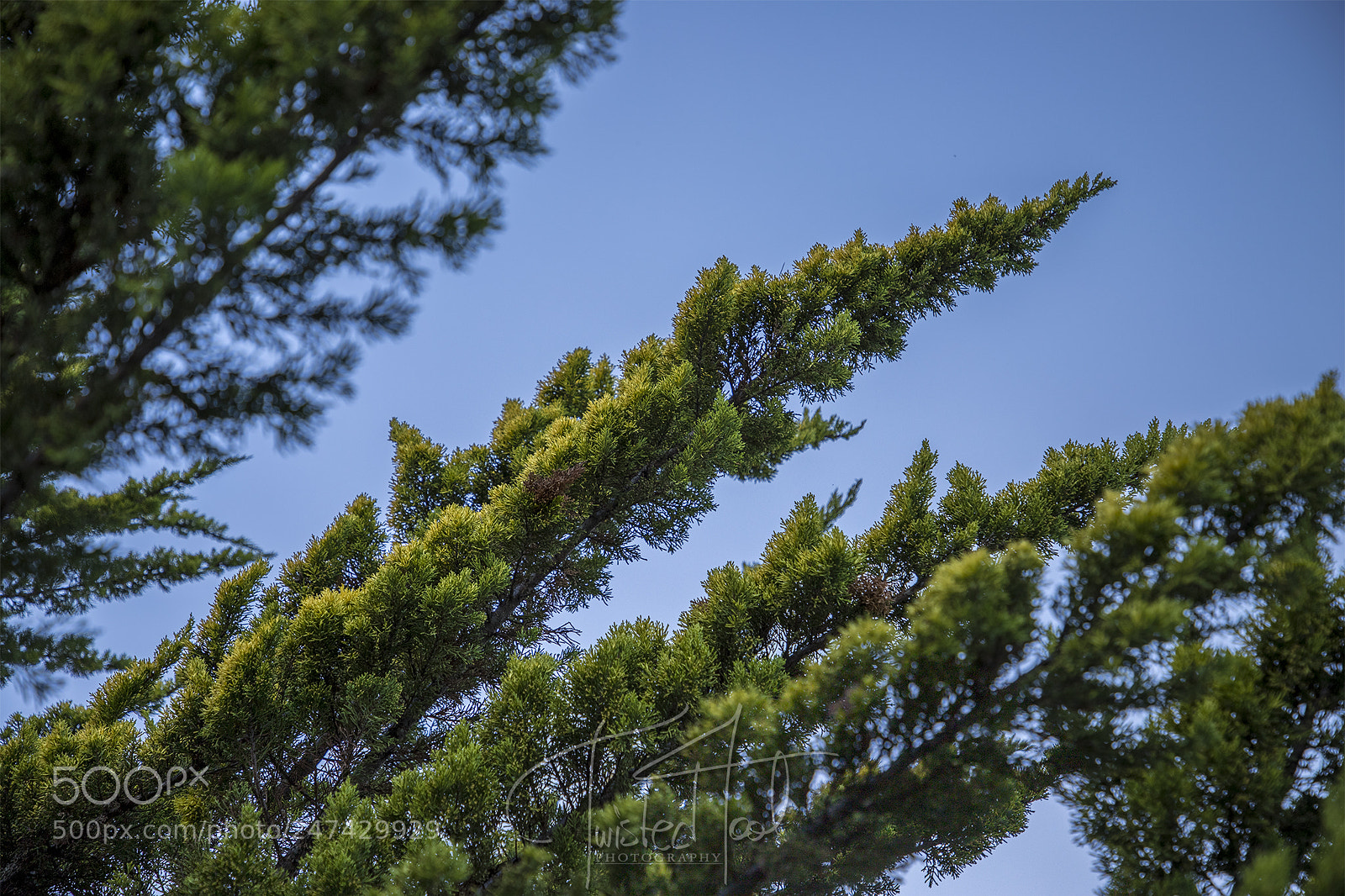 Canon EOS 6D Mark II sample photo. Lance [24.2.18] photography