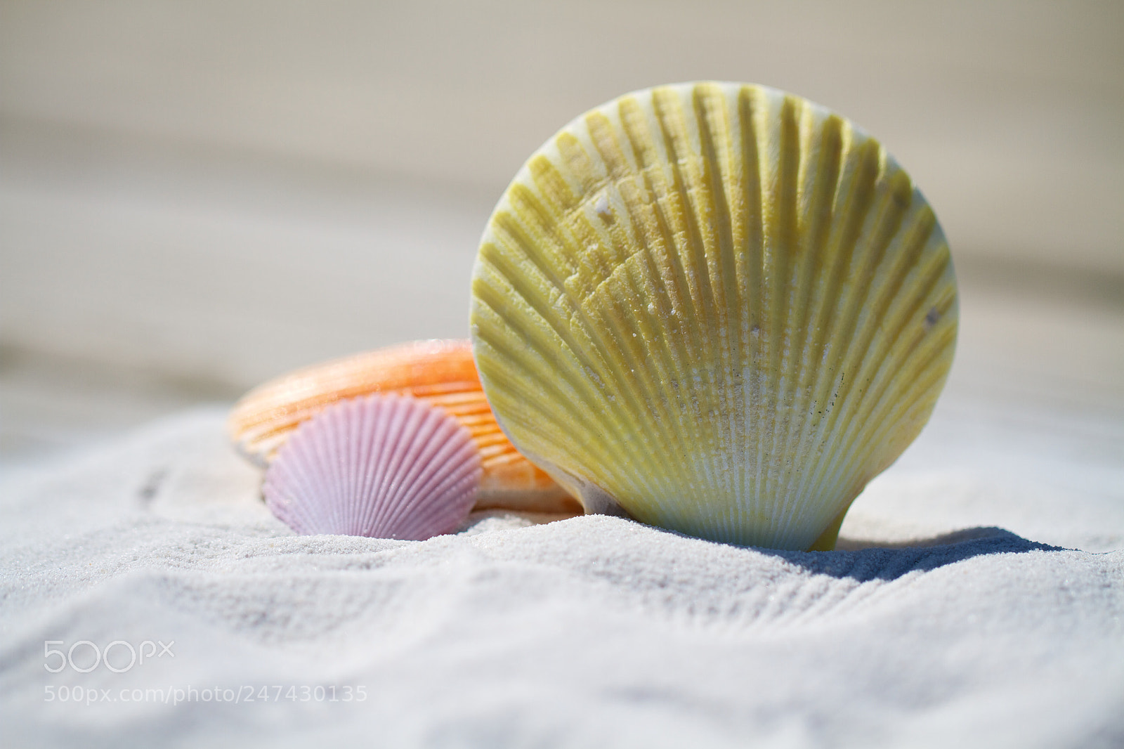 Canon EOS 7D sample photo. Shells massage therapy sand photography
