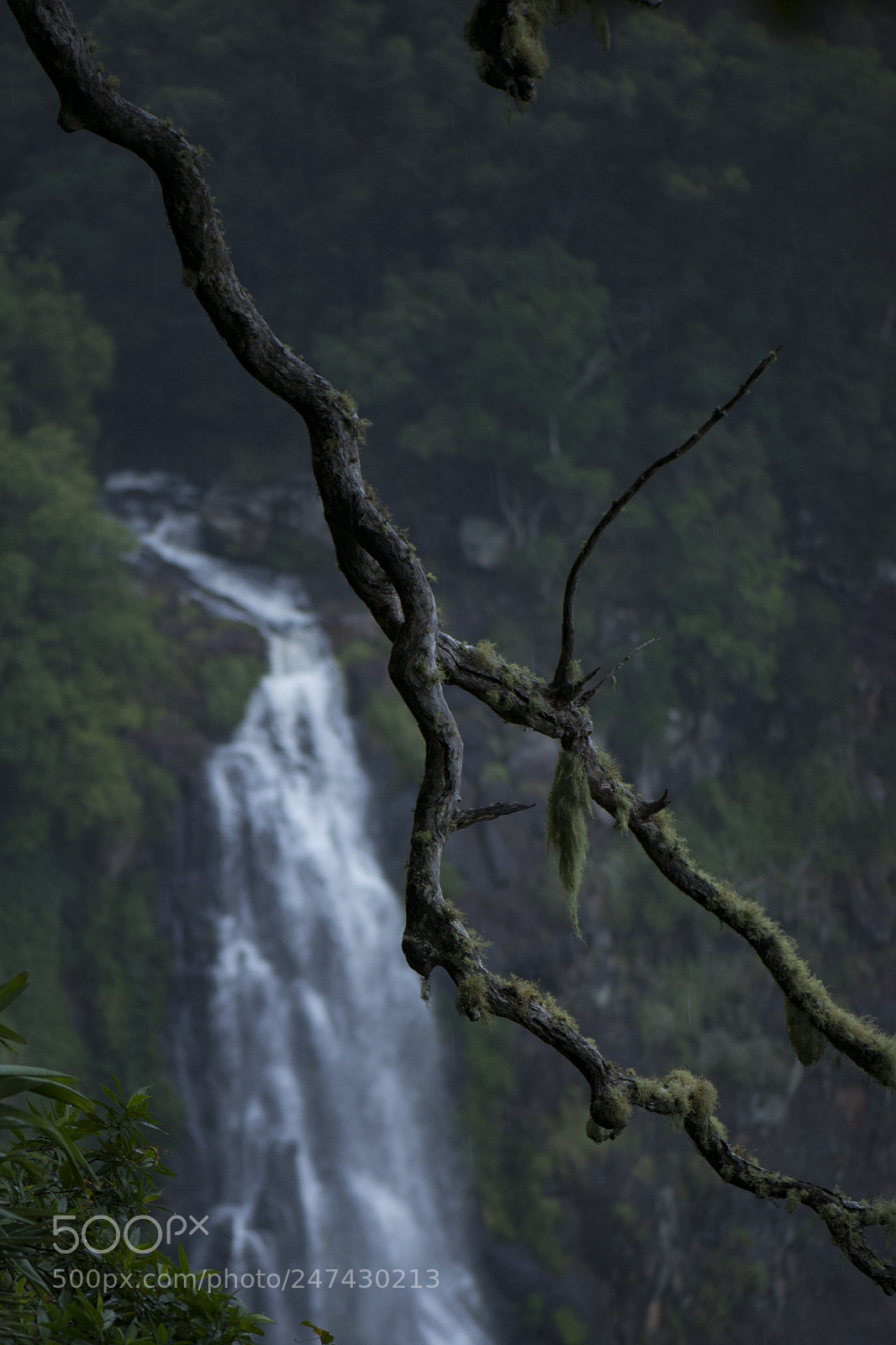 Nikon D800 sample photo. Morans falls in tamborine photography