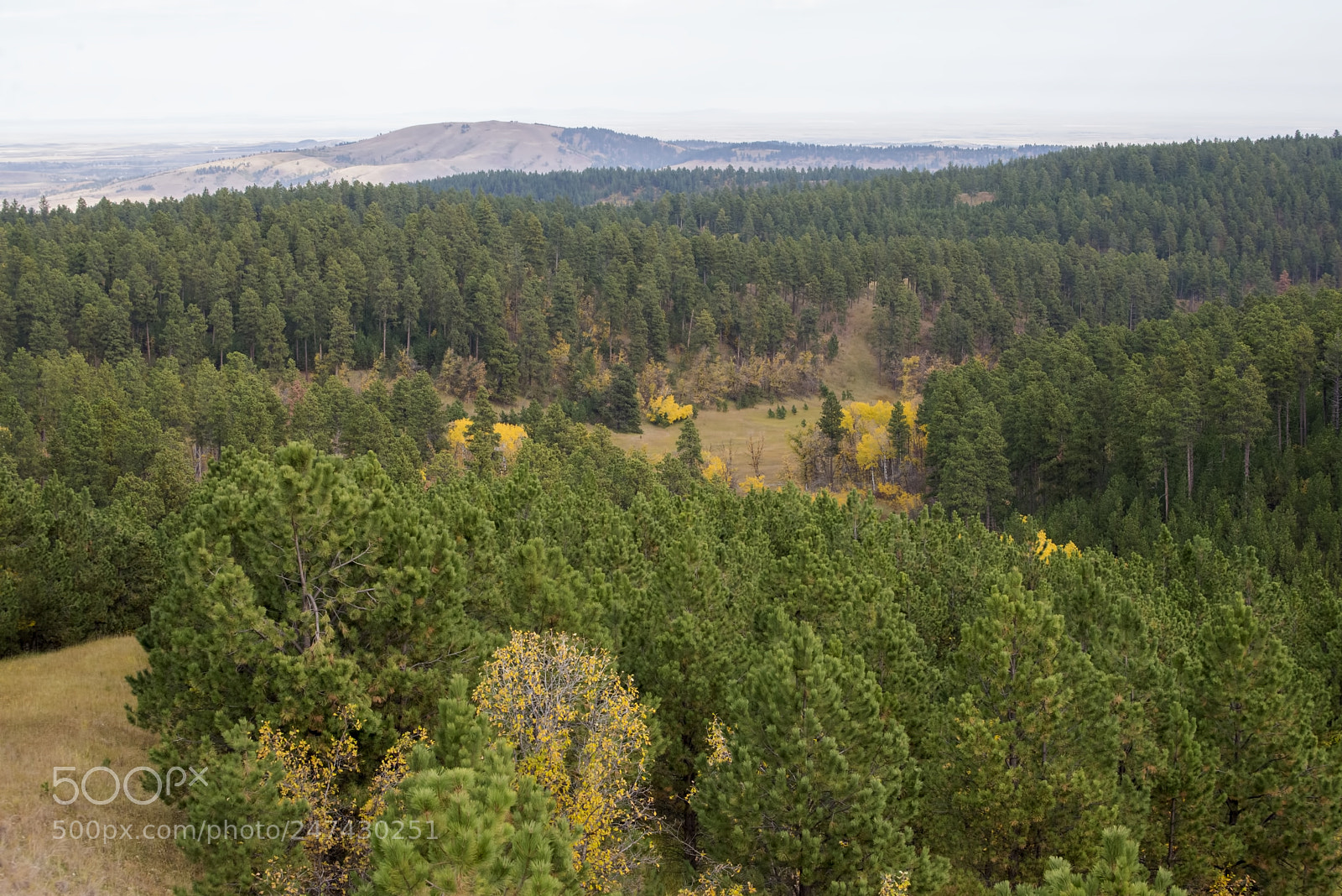 Nikon D600 sample photo. Endless forests! (1) photography