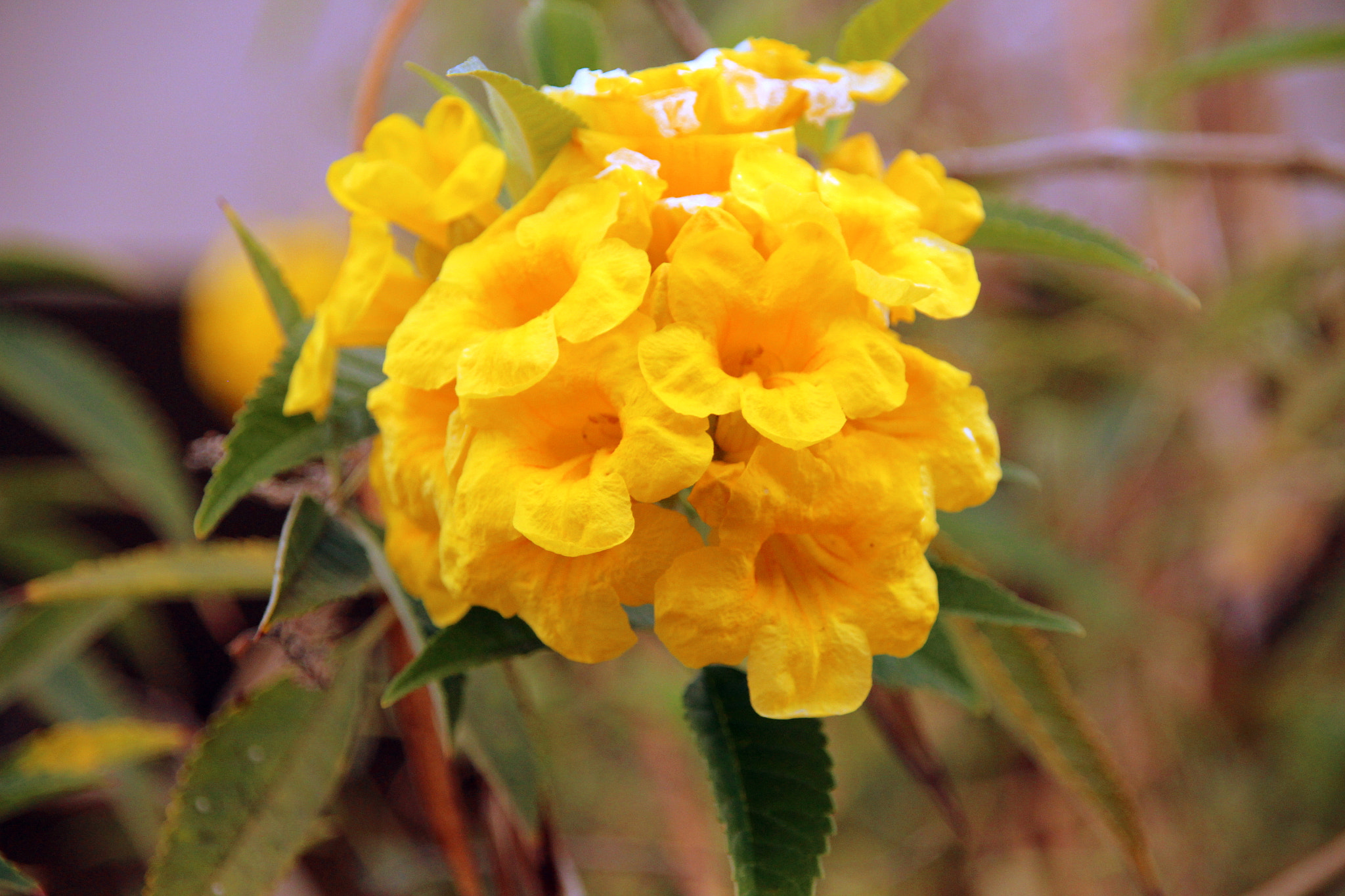 Sigma 18-200mm f/3.5-6.3 DC OS sample photo. "the yellow trumpets" photography