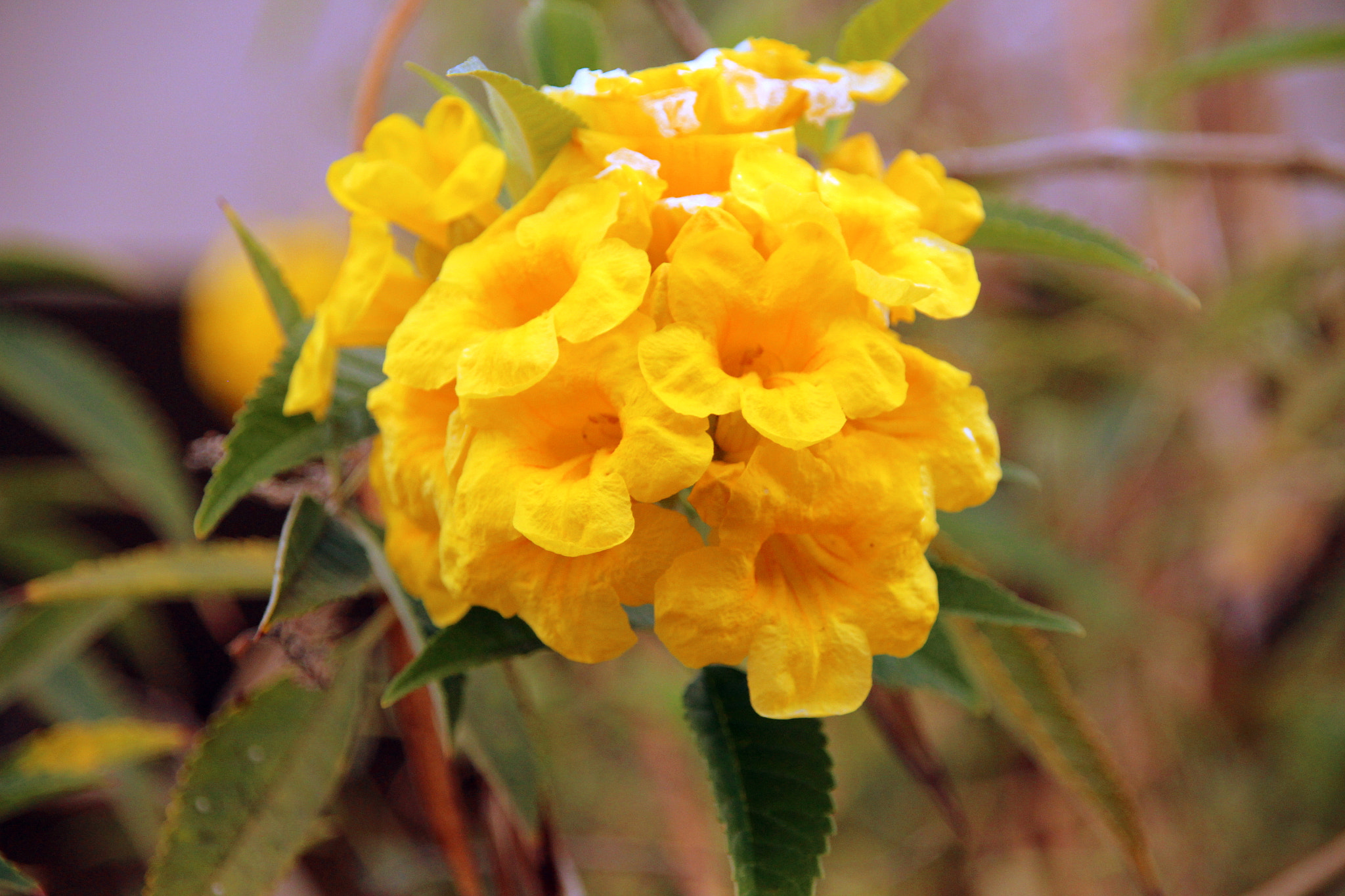 Canon EOS 700D (EOS Rebel T5i / EOS Kiss X7i) + Sigma 18-200mm f/3.5-6.3 DC OS sample photo. "the yellow trumpets" photography