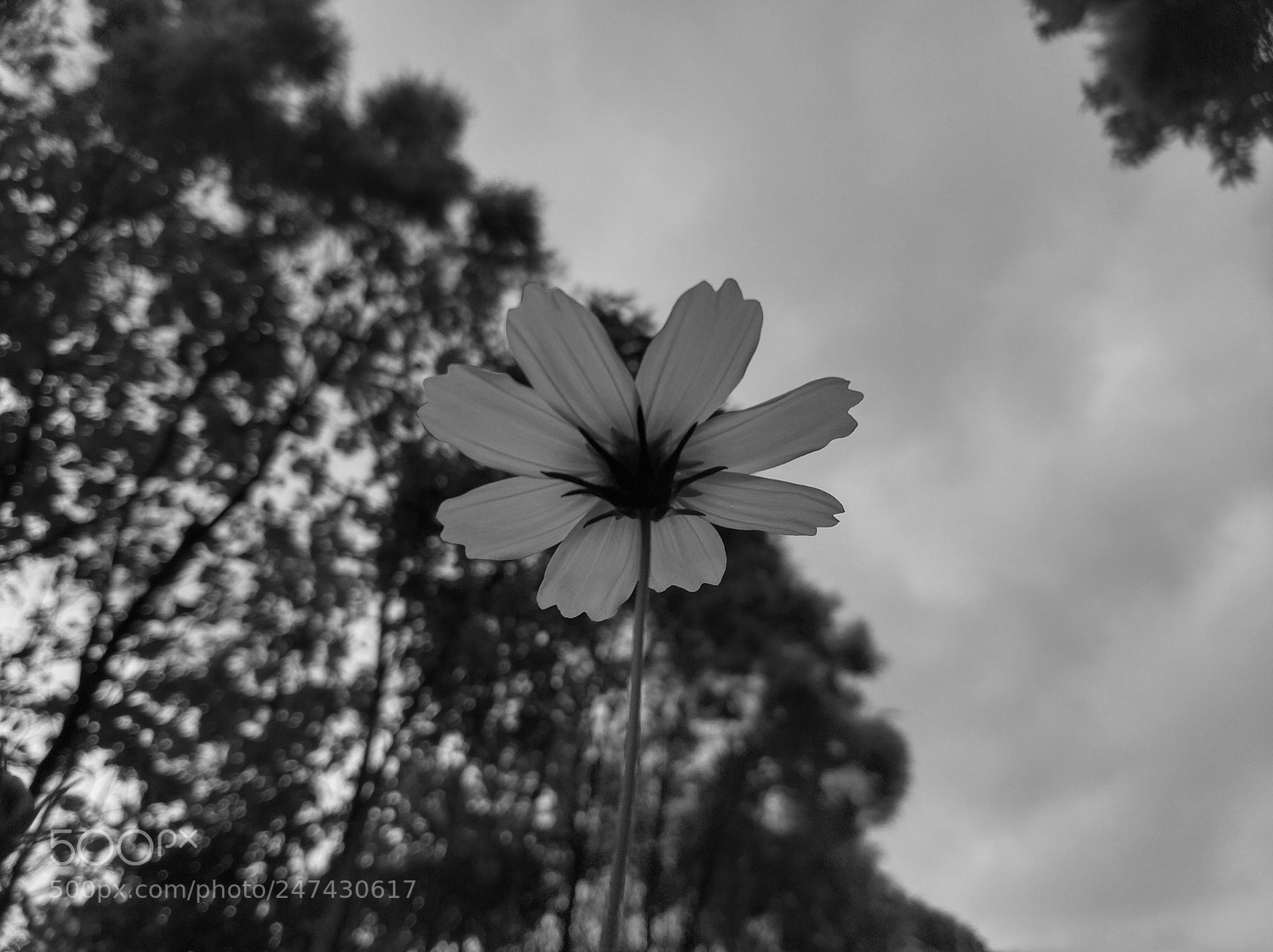 Xiaomi MI6 sample photo. Flowers photography