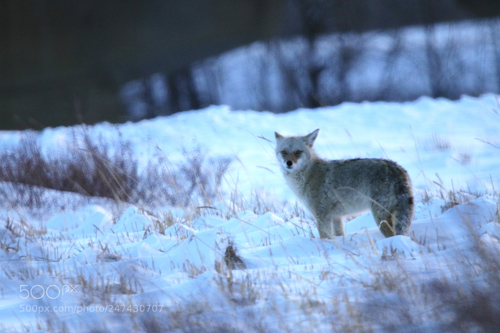 Canon EOS 80D sample photo. Coyote at dusk photography