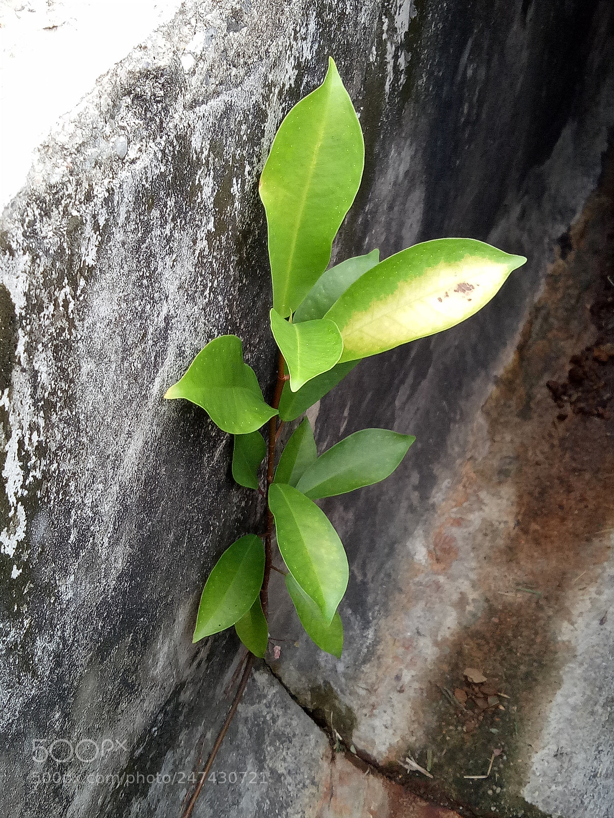 OPPO A1601 sample photo. Plant photography