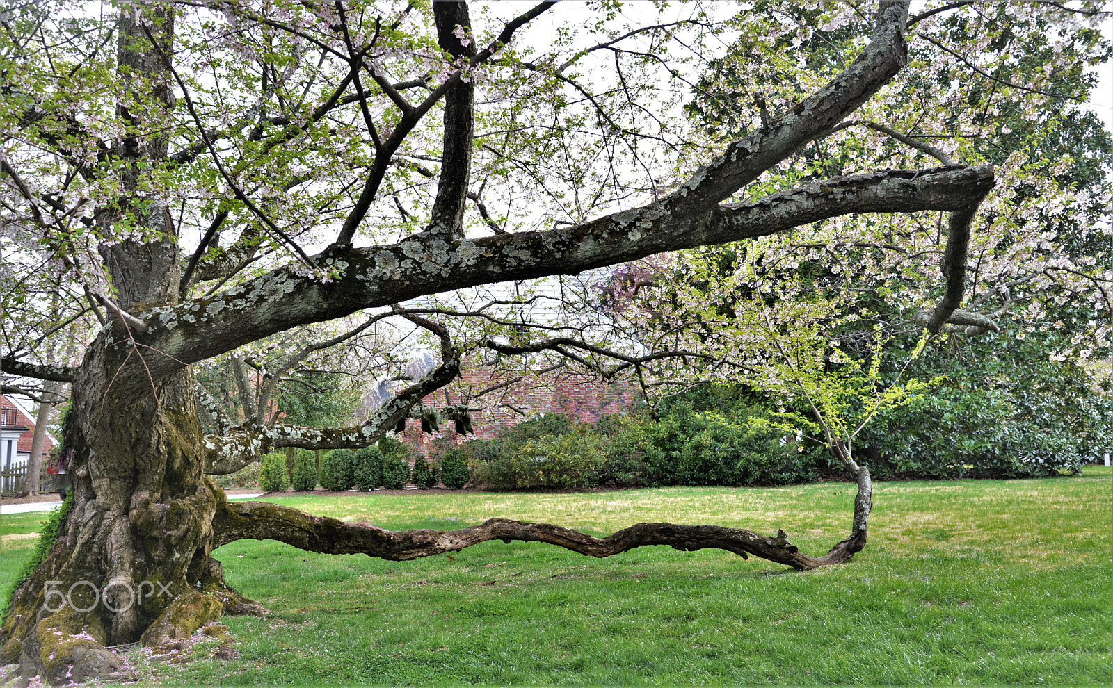 Nikon AF-S Nikkor 24-120mm F4G ED VR sample photo. Old tree photography