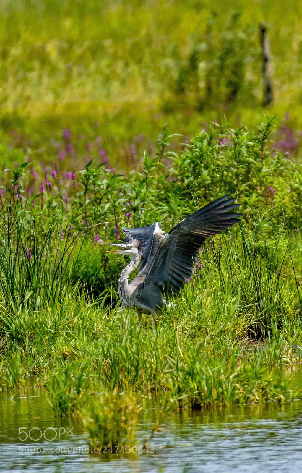 Nikon D7200 sample photo. Angry heron photography