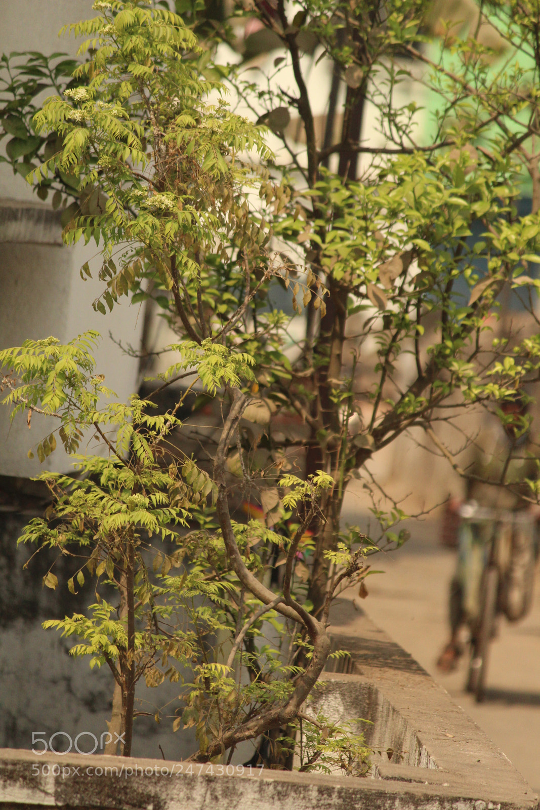 Canon EF-S 55-250mm F4-5.6 IS II sample photo. Img photography