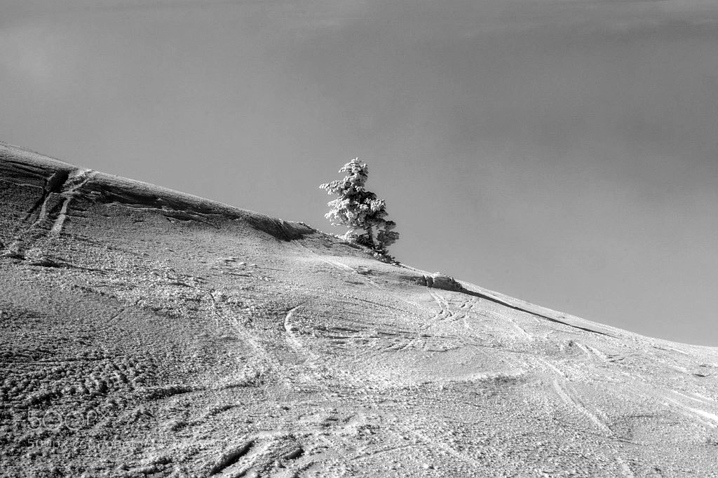 Sony ILCA-77M2 sample photo. Alone in the white photography