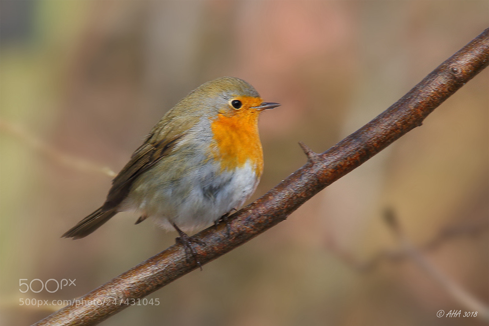 Canon EOS 7D Mark II sample photo. Robin on a branch photography