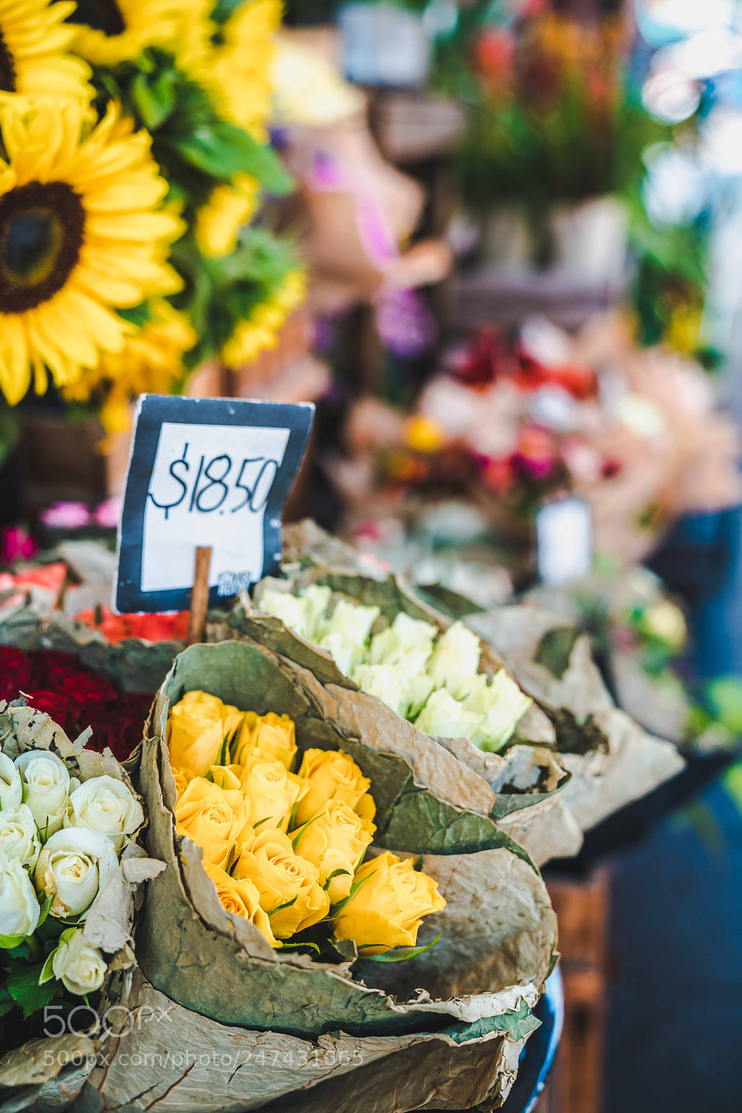 Sony a7R II sample photo. Dsc photography