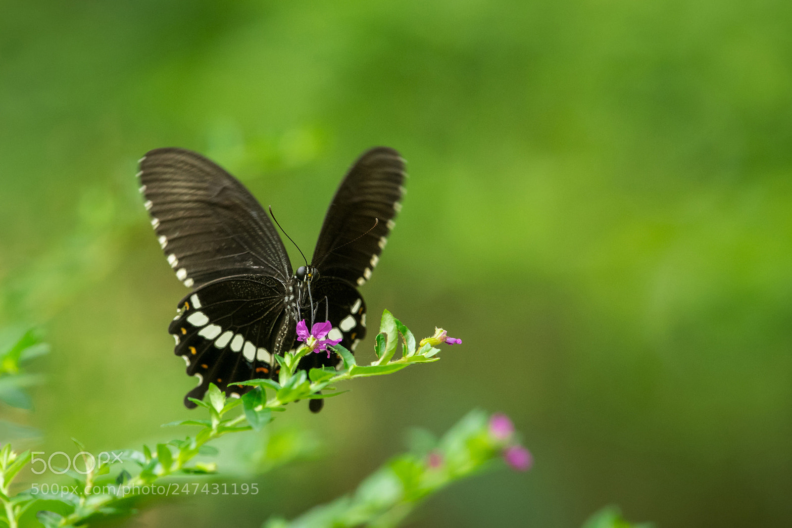 Nikon D500 sample photo. Papilo polytes photography