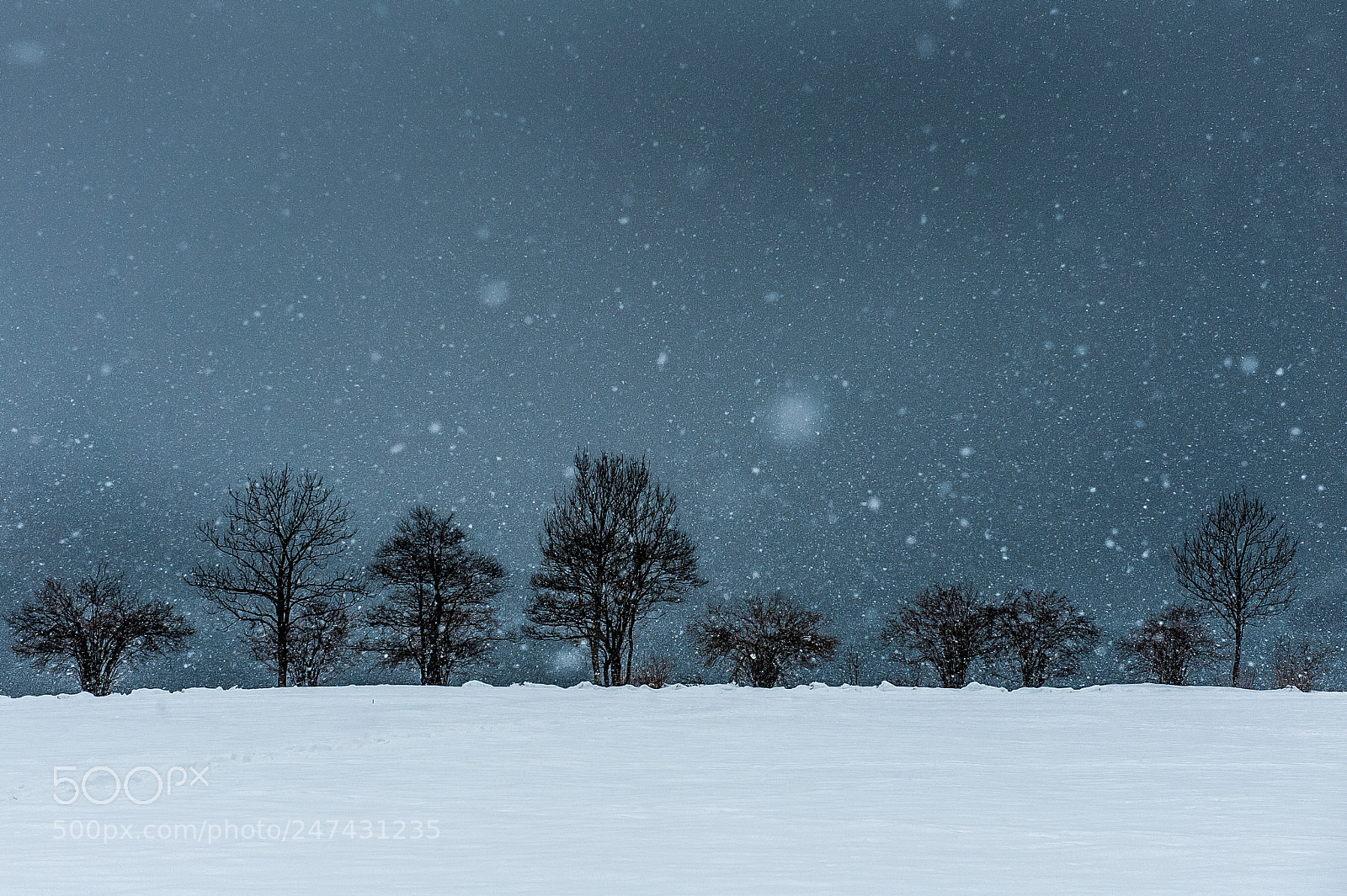 Nikon D700 sample photo. Trees in the snow photography