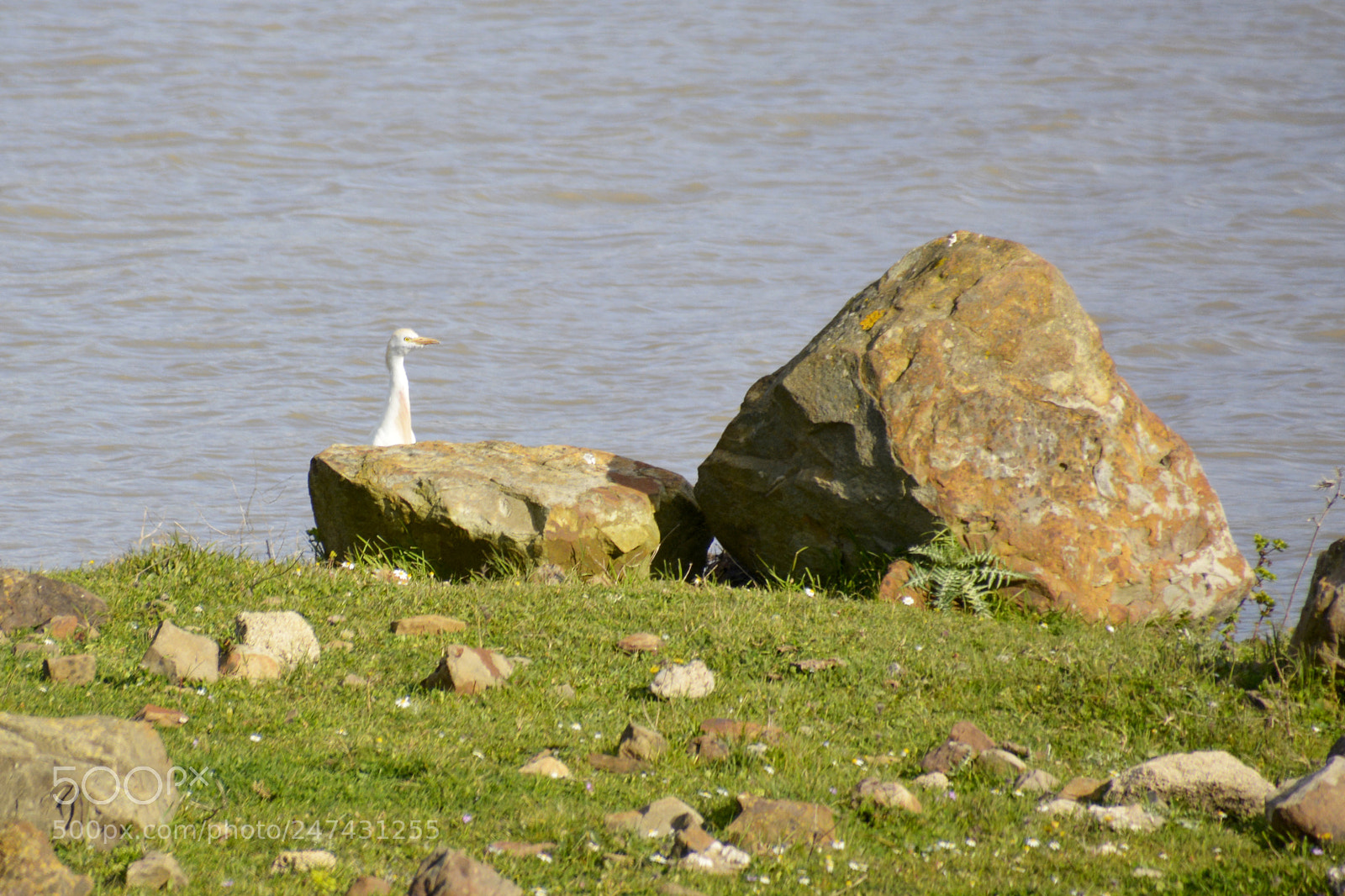 Nikon D5200 sample photo. Jugando al escondite photography
