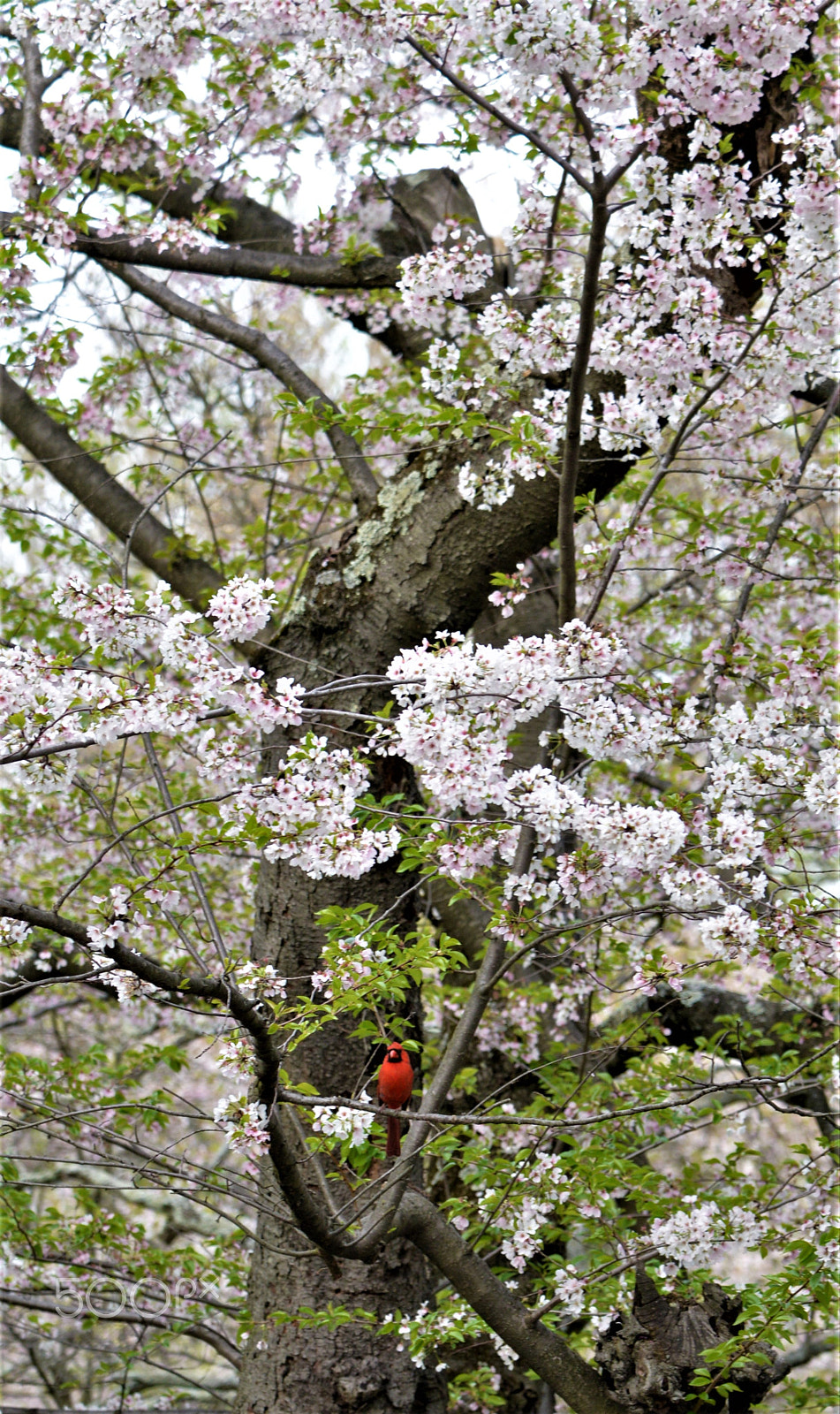 Nikon AF-S Nikkor 24-120mm F4G ED VR sample photo. Red cardinal photography