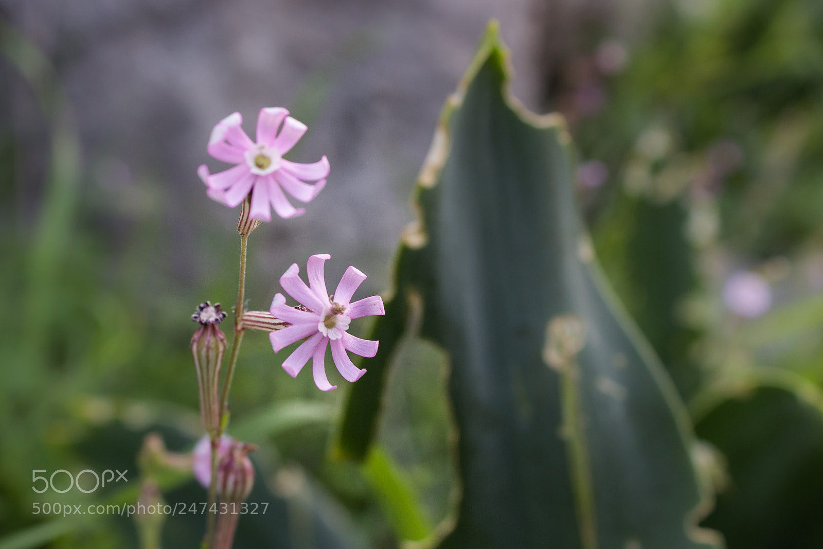 Canon EOS 600D (Rebel EOS T3i / EOS Kiss X5) sample photo. Pink propellers photography