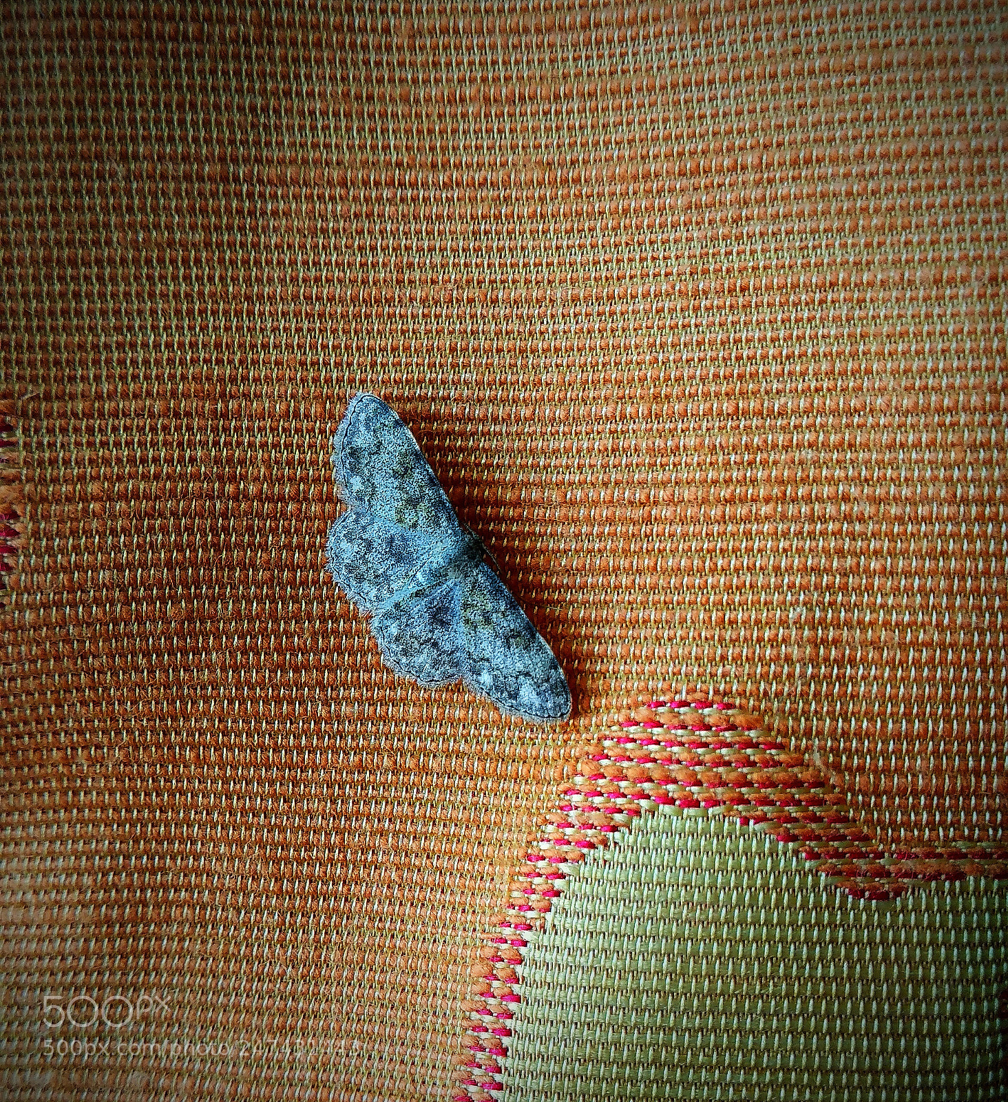 Xiaomi Redmi Note 4 sample photo. A silent beautiful creature photography
