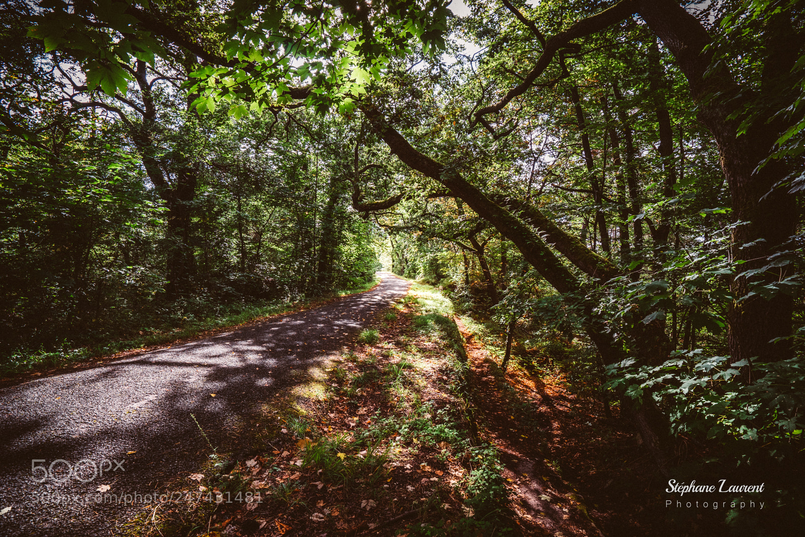 Sony a7 sample photo. Wood track photography
