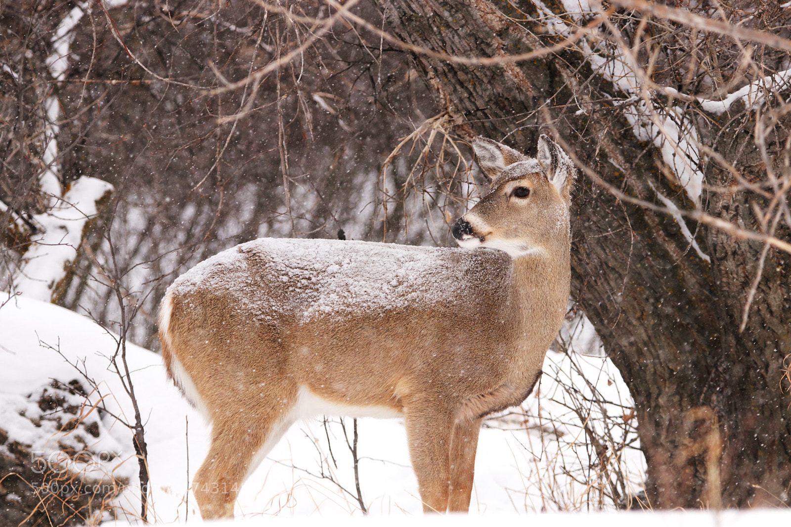 Canon EOS 80D sample photo. Whitetail in the snow photography